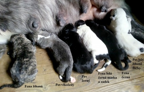 Iman, Irwing, Izaak, Izolda, Indira, Ibsen