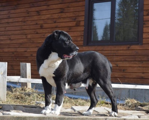 matka Iygilik