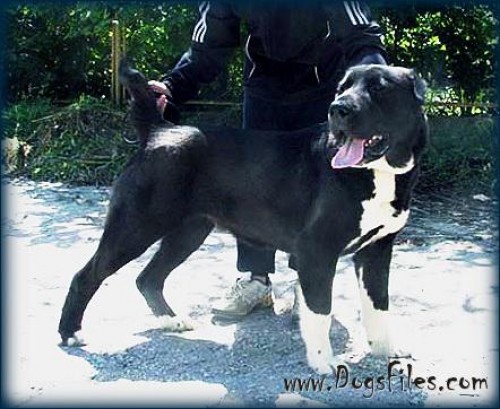 Cheli iz Aleksandrovoy slobody