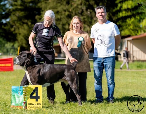 Jokasta Cega Ram 4. Středoevropská speciální výstava Skáaro 4. místo v konkurenci 30 fen ve třídě otevřené