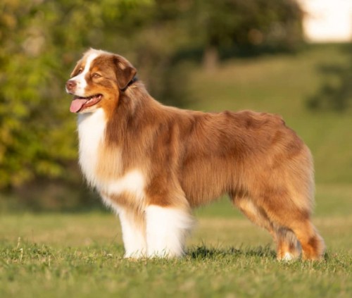 Flying High Brighttouch Paddy