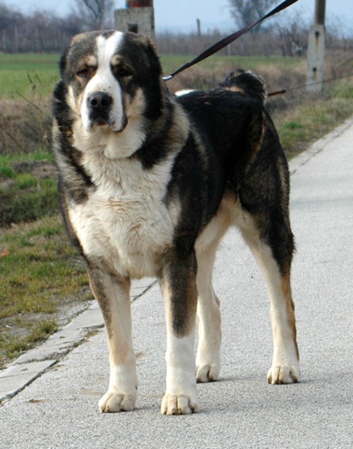 otec Bashe