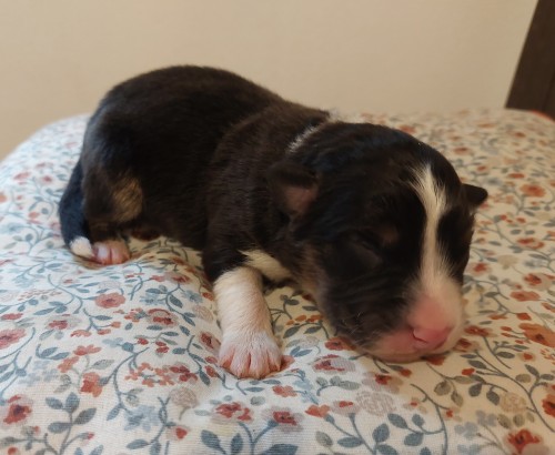 3 den pejsek Cezanne