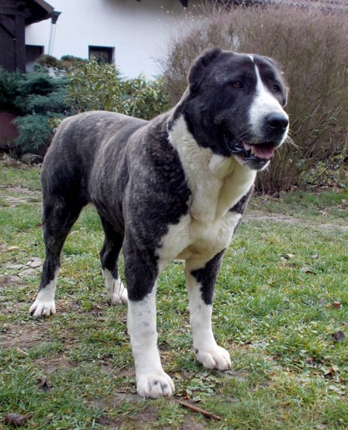 Runa 2 roky
