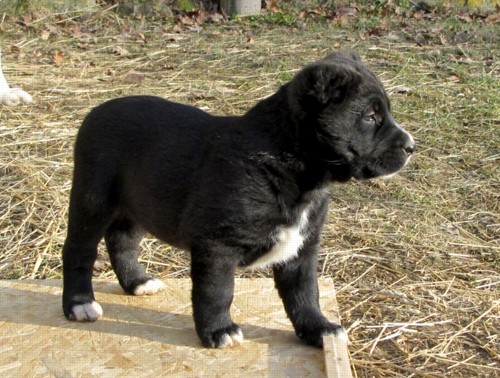 Farugha - volná (for sale)