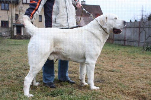 otec Runy - Menek Barsuk