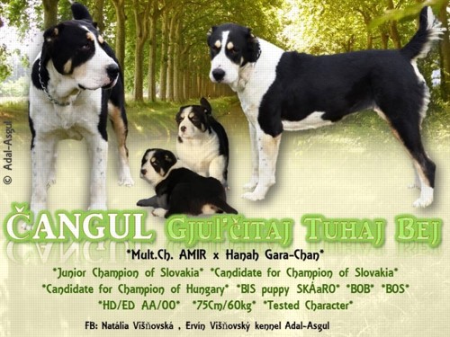 Sestra Cara - Čangul