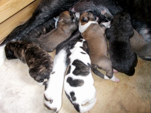 7 fen / 7 females