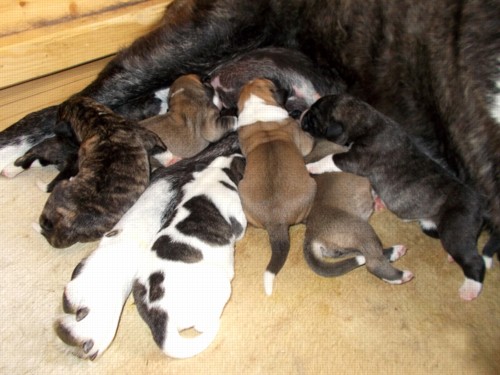 7 fen / 7 females
