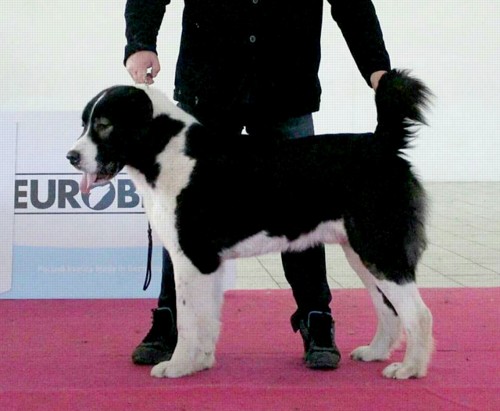 Faris Gjulčitaj Tuhaj bej