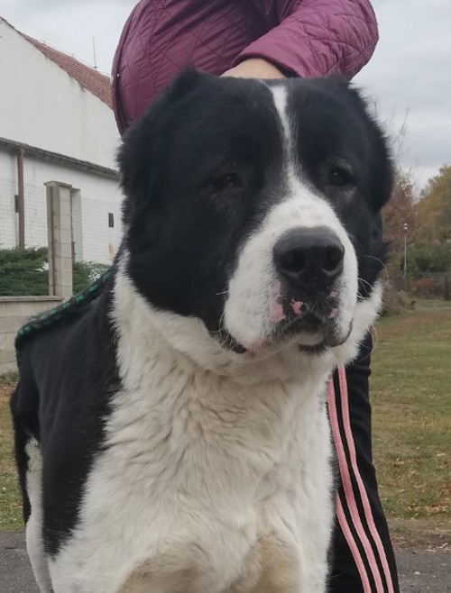 Faris Gjulčitaj Tuhaj bej