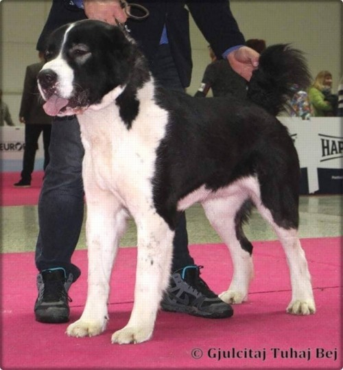 Faris Gjulčitaj Tuhaj bej