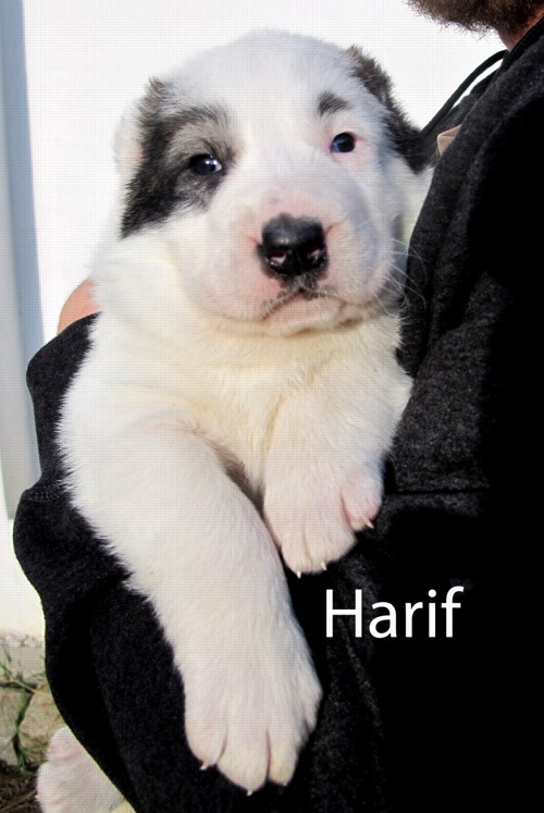 Harif - rezervovaný