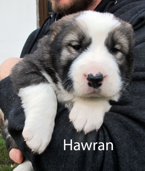 Hawran - rezervován