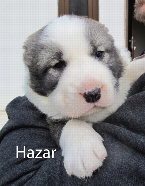 Hazar - rezervovaný