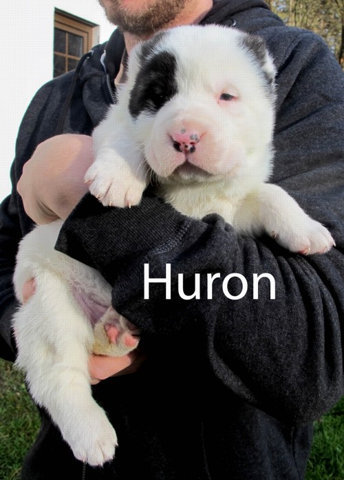 Huron - rezervovaný